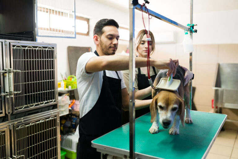 Groomers cepillando a un beagle en la peluquería