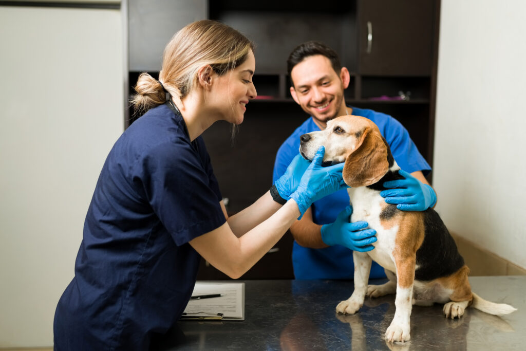 Veterinaria sonriendo con un beagle en consulta